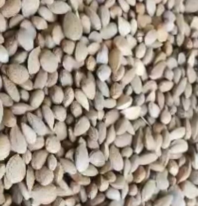 فروش بادام سنگی کردستان + قیمت عمده